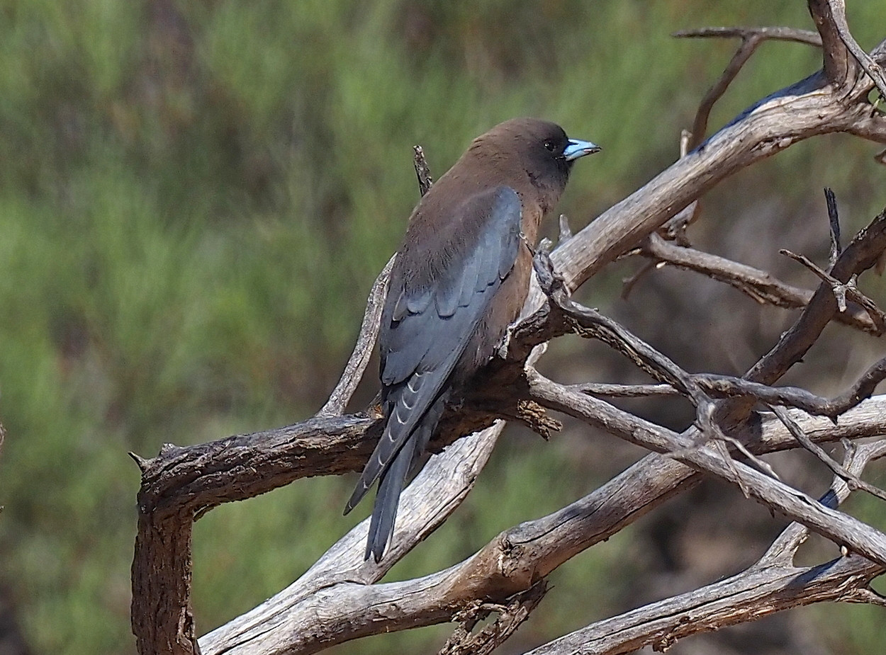 image Little Woodswallow